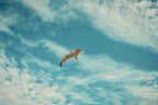 Main image Horizon Bird