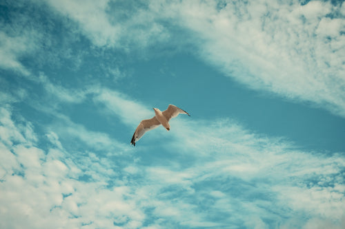 Main image Horizon Bird